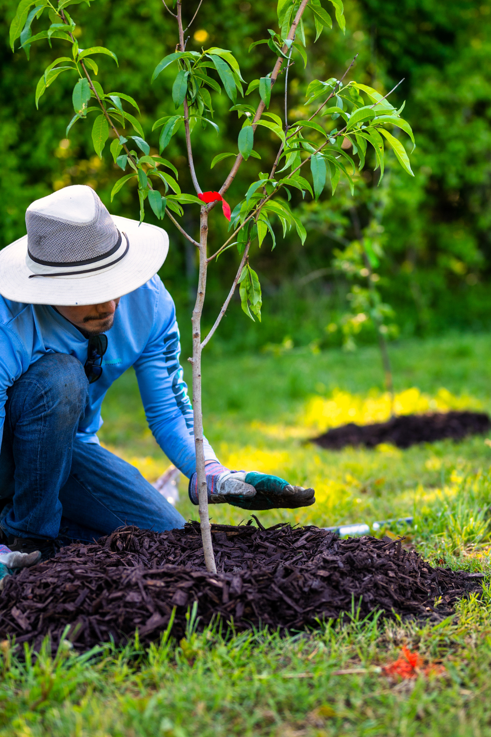 Health Trees For Life