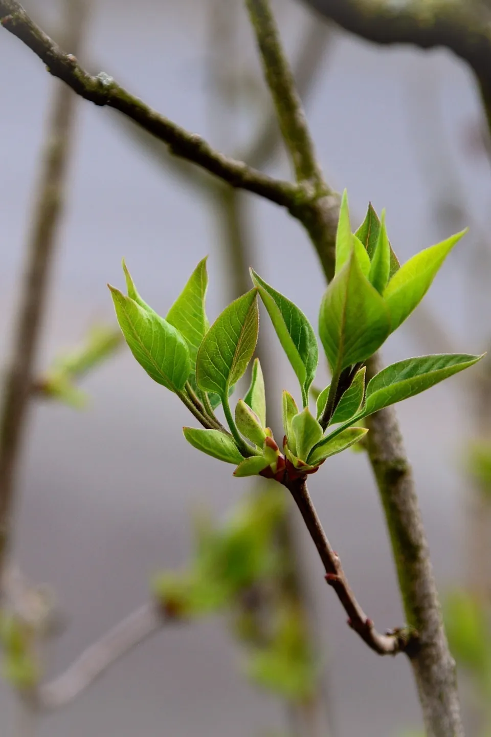 leaves-gbf18b184b_1920_original