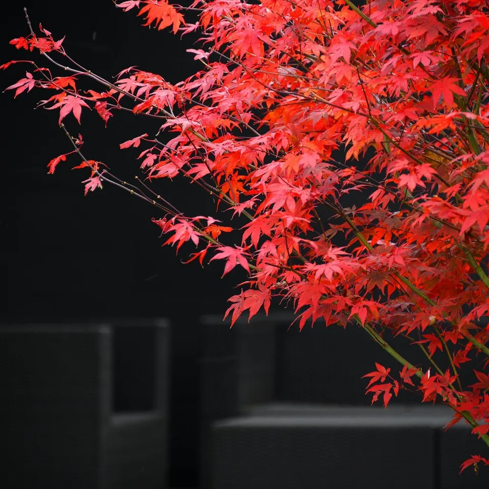 red-maple-gae91ea295_1920_original