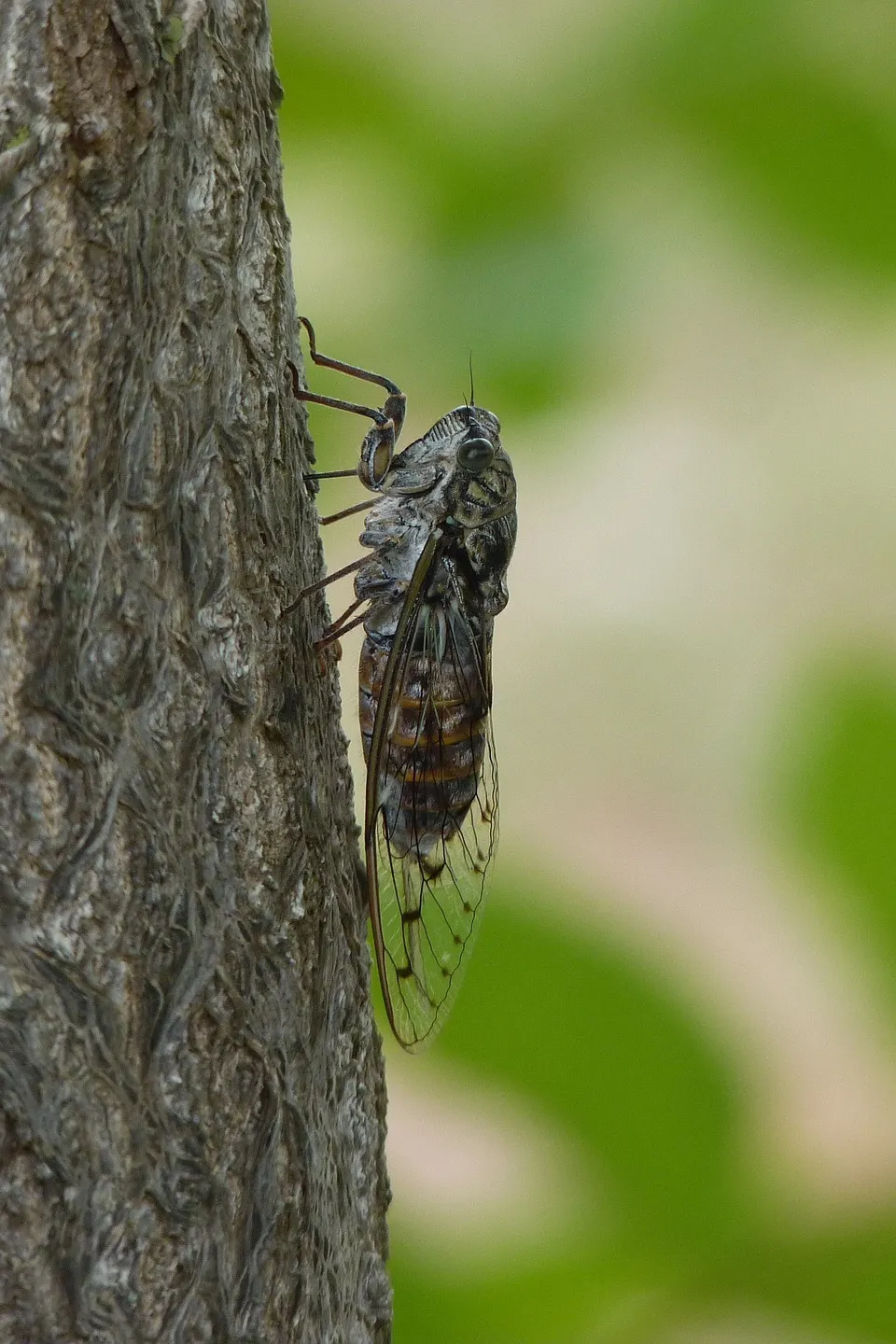 cicada-g3abc58837_1920_original